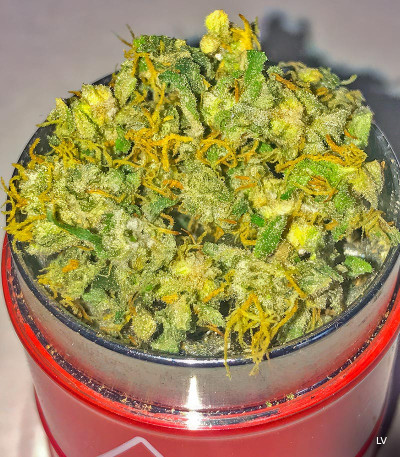 Семена сорта Crime Caramel Auto fem (Семяныч)