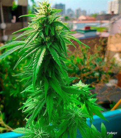 Семена сорта Big Bang Auto fem (Green House Seeds)