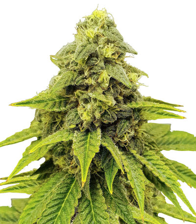 Семена сорта Purple OG Punch fem (Dutch Passion)