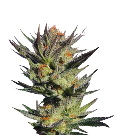 Семена сорта Faraona (Gypsy Kush) fem