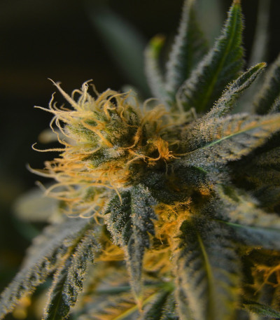 Семена сорта Sugar Candy fem (Delicious Seeds)