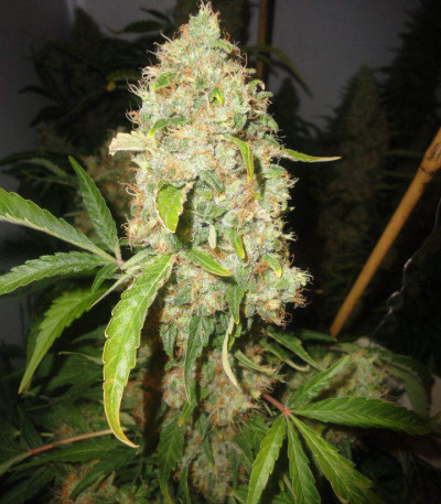 Семена сорта Jack Herer fem (Vision Seeds)