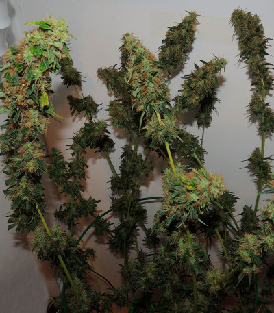 Семена сорта Orange Bud reg (Dutch Passion)