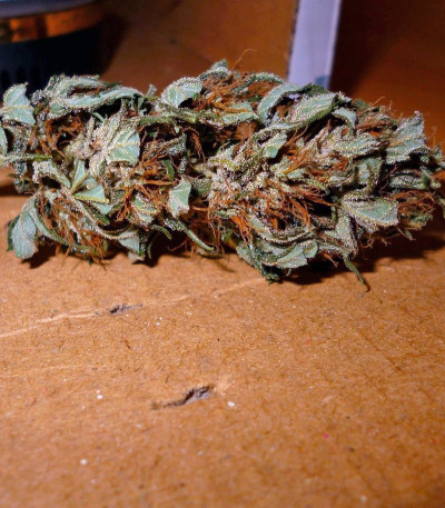 Семена сорта Passion #1 reg