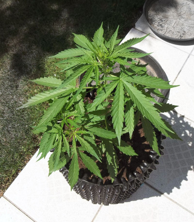 Семена сорта Purple Haze Auto fem (Original Sensible Seeds)