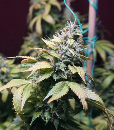 Семена сорта Glookies fem (Barney's Farm)