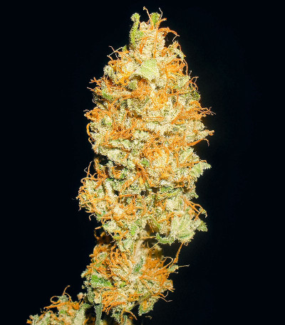 Семена сорта 00 Kush fast fem (00 Seeds)