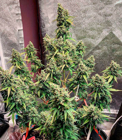 Семена сорта Auto Pineapple Glue fem (Advanced Seeds)