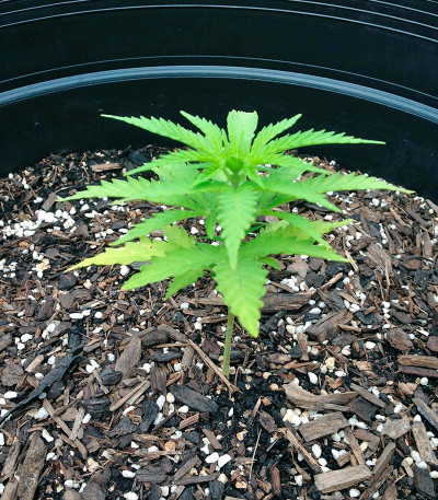 Сорт каннабиса Honey B