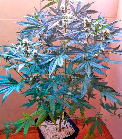 Семена сорта Northern Light X Big Bud fem (World of Seeds)