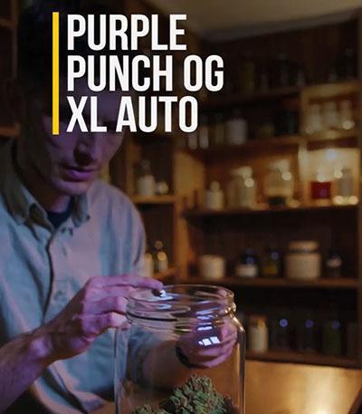 Семена сорта Purple Punch OG XL Auto fem (Sweet Seeds)