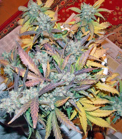 Семена сорта S.A.D. Sweet Afgani Delicious Auto fem (Sweet Seeds)