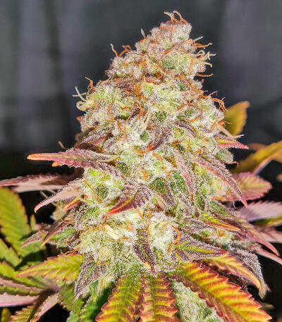 Семена сорта Trainwreck Fast Version fem (Seedkeepers)