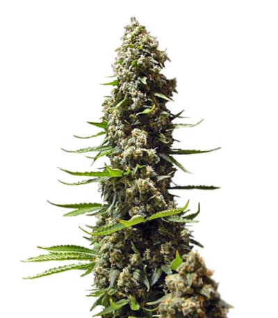 Семена сорта Serious 6 fem (Serious Seeds)