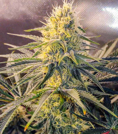 Семена сорта Wedding Cheesecake FF fem (FastBuds)