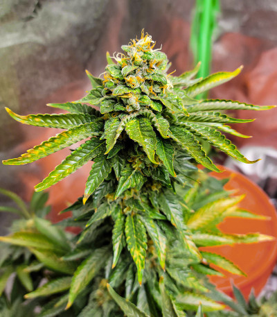 Семена сорта AK 47 Fast Version fem (Семяныч)