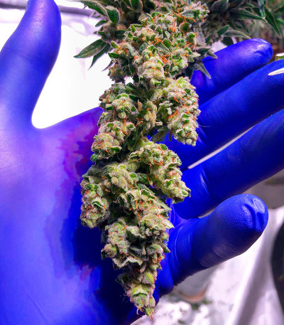 Семена сорта Durban Poison Auto fem от Humboldt Seed Company