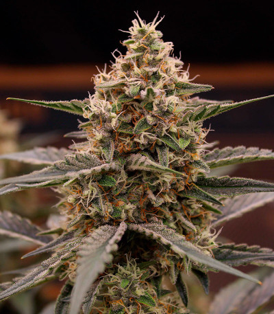 Семена сорта Orange Apricot Glue XL Auto fem (Sweet Seeds)