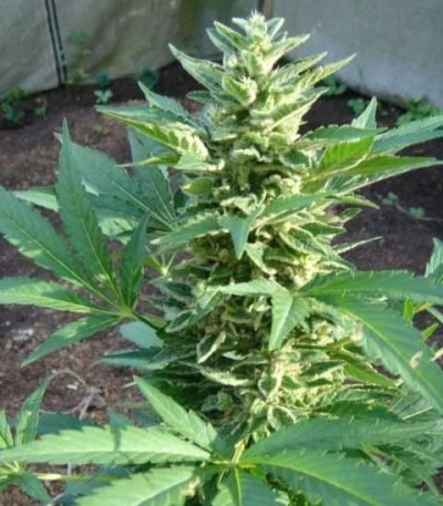 Семена сорта The Church fem