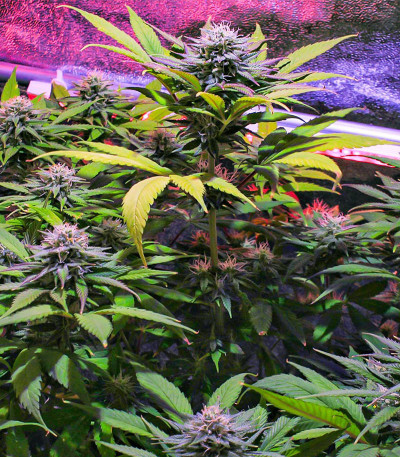 Семена сорта GG4 Sherbet FF fem (FastBuds)