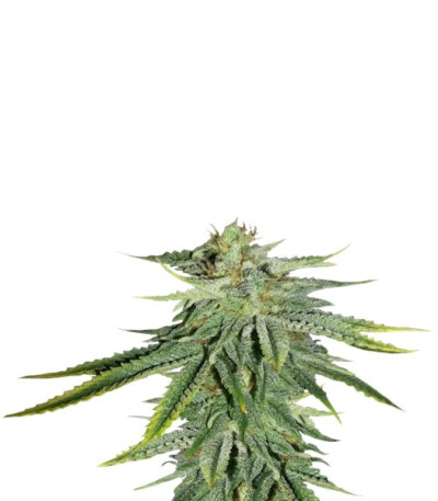 Семена Durban Poison шишки