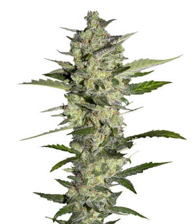 Семена сорта Flowerbomb Kush fem (Strain Hunters)
