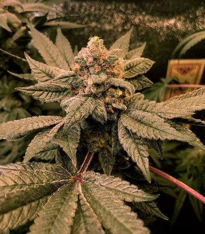 Семена сорта Bubba Slush fem (Green House Seeds)