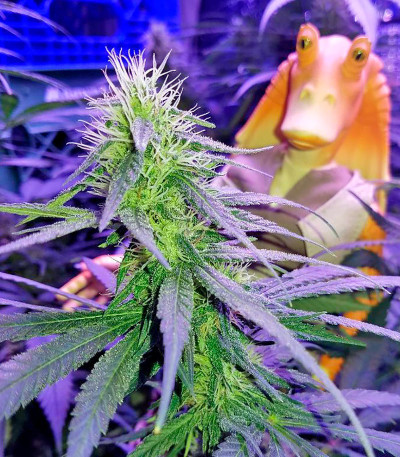 Семена сорта Supreme Kush CBD fem