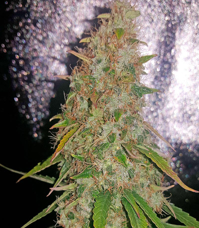 Семена сорта White Widow Automatic fem (Dinafem Seeds)
