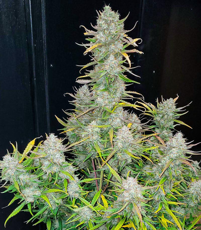 Семена сорта Gorilla Zkittlez Auto fem (FastBuds)