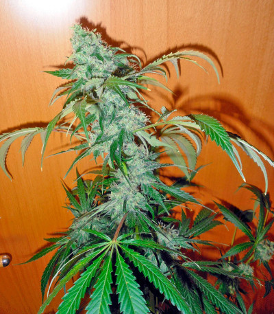 Семена сорта Ketama fem (World of Seeds)