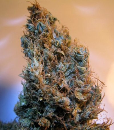 Семена сорта 2046 fem