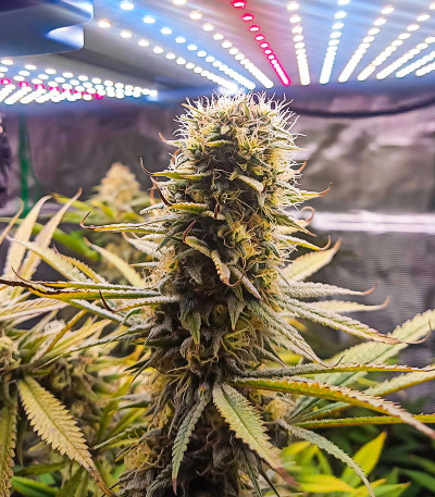 Семена сорта Auto Bruce Lemon Diesel fem (Dutch Passion)