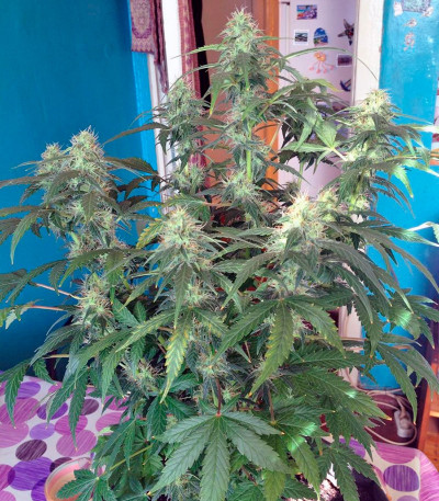 Семена сорта Auto Blue Pyramid fem (Pyramid Seeds)