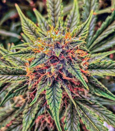 Семена сорта Baby Runtz Autoflower fem (Easy Grow Seeds)