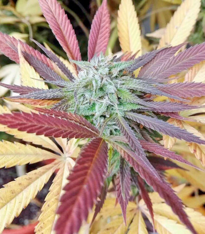 Семена сорта Bubba Kush fem (Dinafem Seeds)