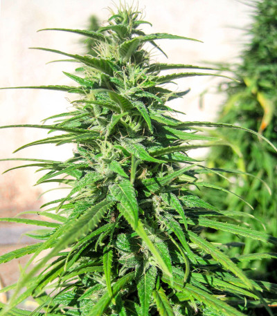 Семена сорта Dr. Grinspoon fem