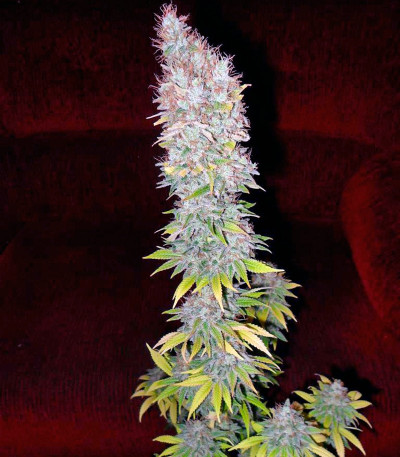 Сорт марихуаны Jorge’s Diamonds #1 
