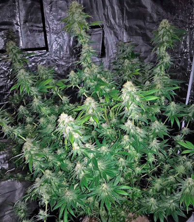 Семена сорта Original Amnesia fem (Dinafem Seeds)
