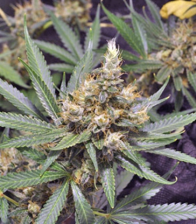 Семена сорта Violator Kush fem (Barney's Farm)