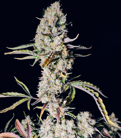 Семена сорта Gorilla Zkittlez Auto fem (FastBuds)