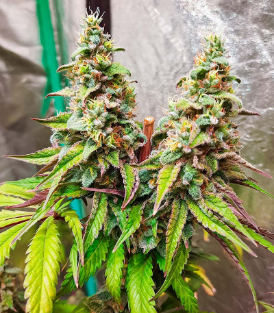 Семена конопли сорта Kush Mints Fast Version