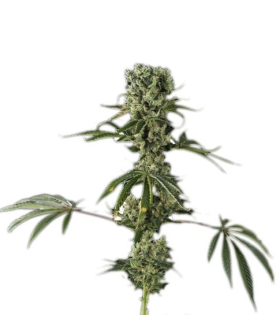 Семена сорта Moby Dick #2 fem (Dinafem Seeds)