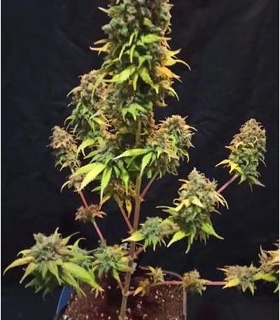 Семена сорта Blueberry Hill fem (Herbies Seeds)