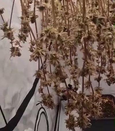 Семена сорта Glookies fem (Barney's Farm)