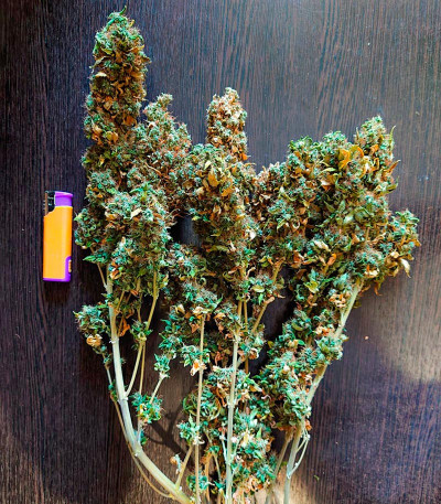 Семена сорта Blueberry OG fem (AlphaFem Seeds)