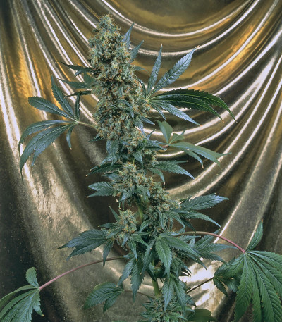 Семена сорта Bubble Gum fem (Семяныч)