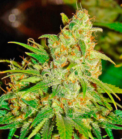 Семена сорта Bubblelicious Automatic fem (Nirvana Seeds)