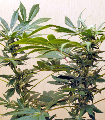 Семена сорта Karibeña (Karibbean Mango) fem