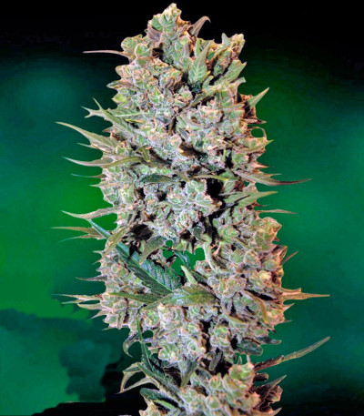 Семена конопли NYC Diesel Auto